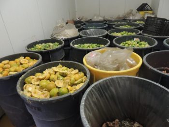 buckets-of-food-waste